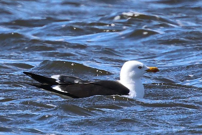 mewa żółtonoga (ssp. fuscus)  - Mateusz Ściborski