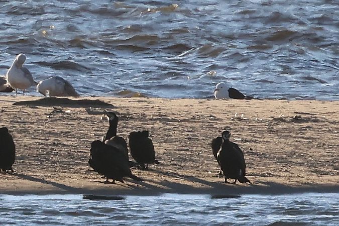 mewa żółtonoga (ssp. fuscus)  - Mateusz Ściborski