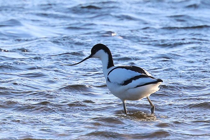 szablodziób  - Mateusz Ściborski