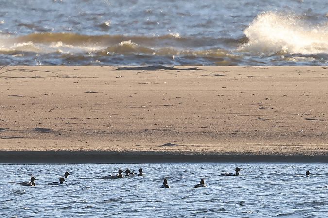 szlachar  - Mateusz Ściborski