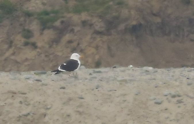 Goéland de la Baltique  - Damian Mikulski