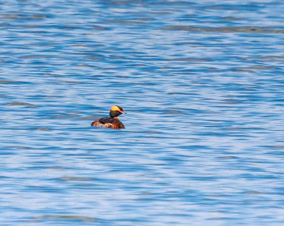 perkoz rogaty  - Damian Mikulski