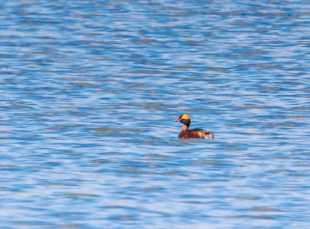 perkoz rogaty  - Damian Mikulski