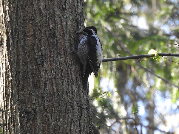 dzięcioł trójpalczasty  - Jakub Hasny