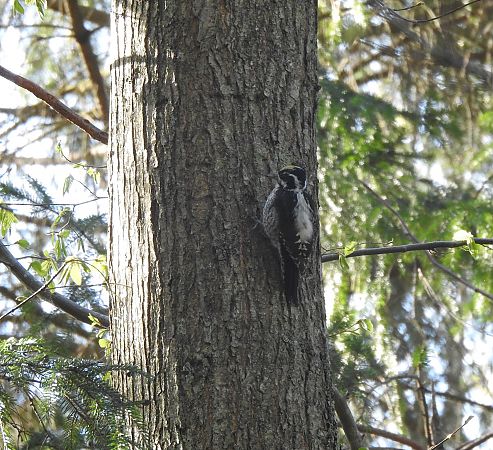 Dreizehenspecht  - Jakub Hasny