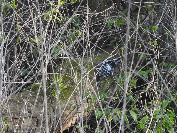 dzięcioł białogrzbiety  - Jakub Hasny