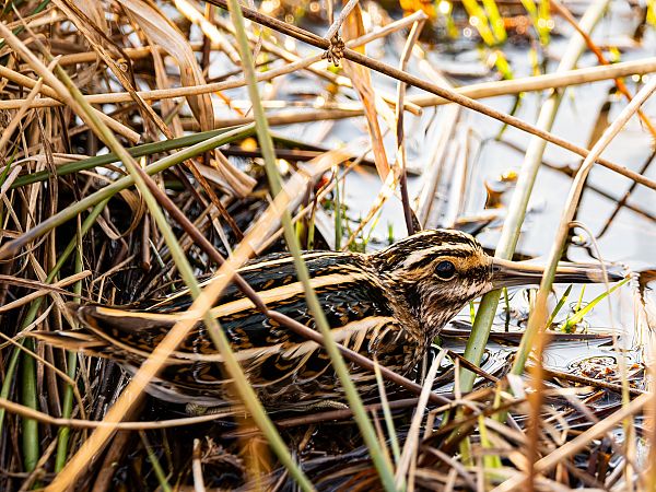bekasik  - Tomasz Wicherek