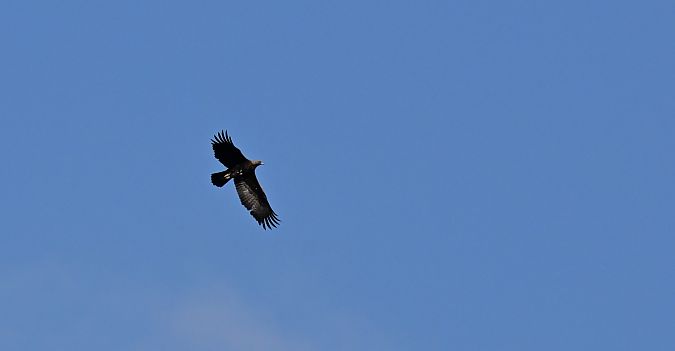 Steinadler  - Dawid Ciosek