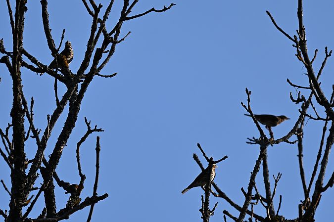 droździk  - Dawid Ciosek