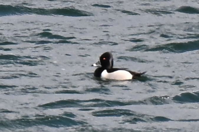 czerniczka  - Dawid Ciosek