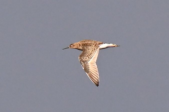 batalion  - Dawid Ciosek