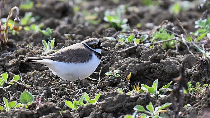 sieweczka rzeczna  - Dawid Ciosek