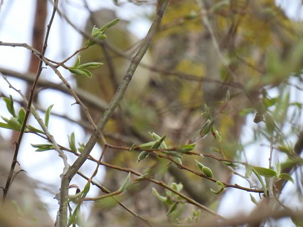 dzięcioł zielony x zielonosiwy  - Dominik Piskorek