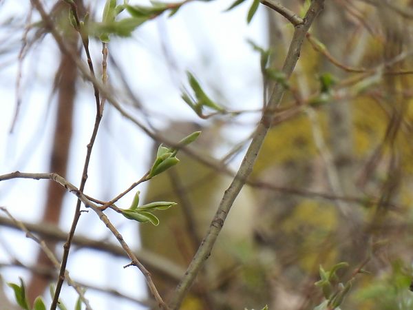 Grau_x_Grünspecht  - Dominik Piskorek