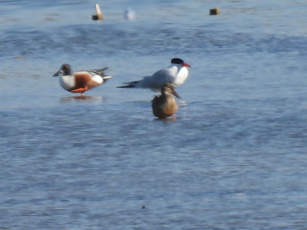 rybitwa wielkodzioba  - Dominik Piskorek