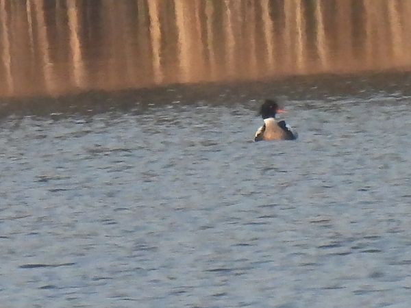 szlachar  - Dominik Piskorek