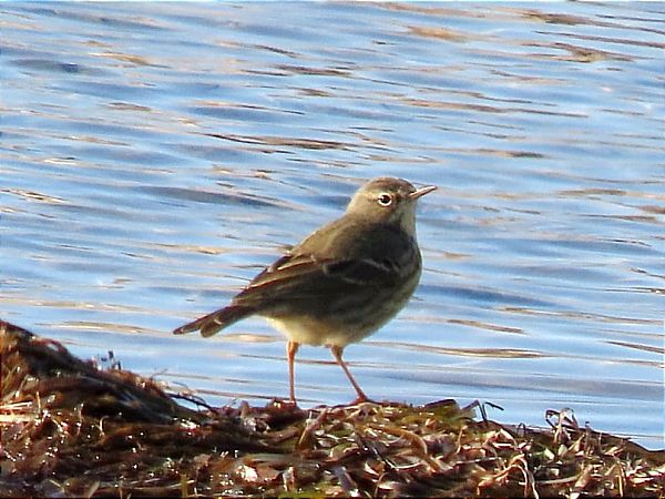 świergotek nadmorski 