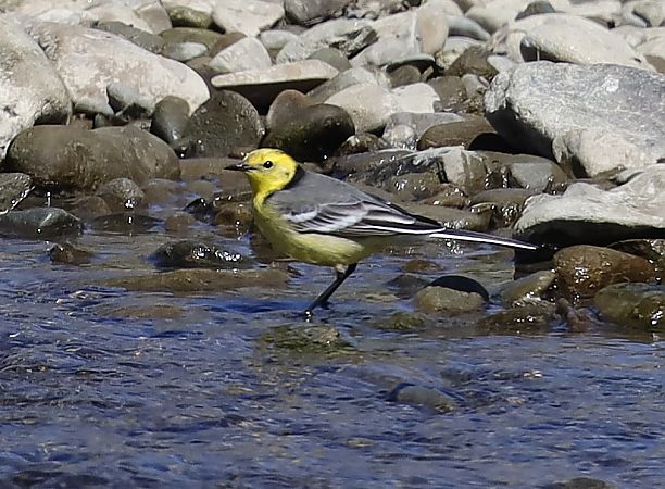 pliszka cytrynowa  - Jarosław Wiśniewski