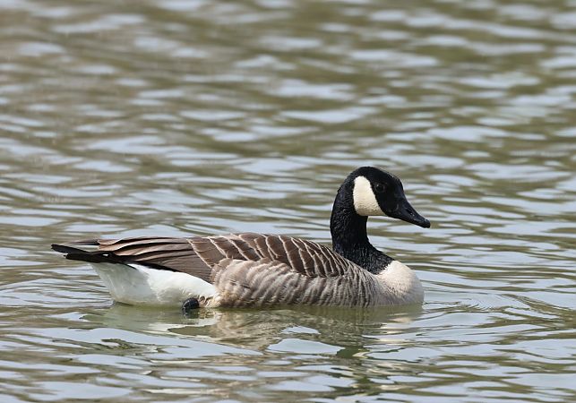 bernikla kanadyjska  - Hubert Bodziony