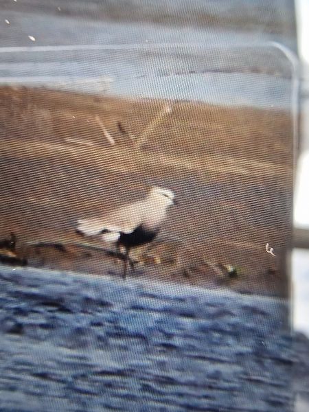 czajka towarzyska  - Krzysztof Bziuk