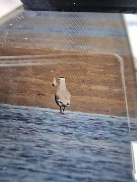 Steppenkiebitz  - Krzysztof Bziuk