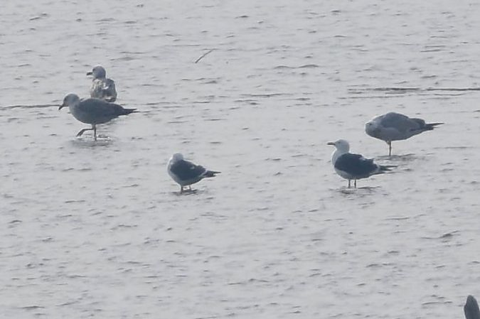 mewa żółtonoga (ssp. fuscus)  - Filip Mitręga