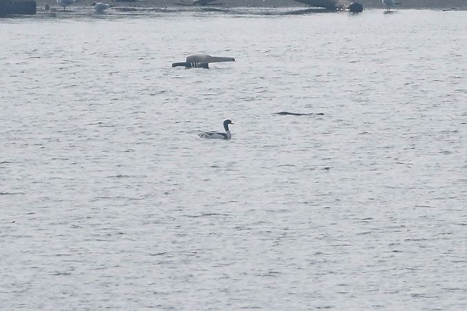 ohar  - Filip Mitręga