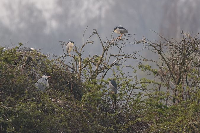 ślepowron  - Filip Mitręga