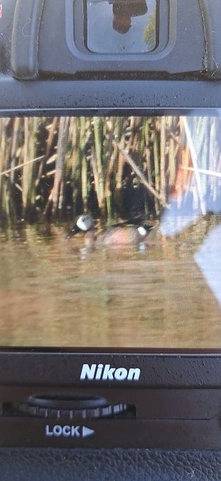 cyranka modroskrzydła  - Filip Mitręga