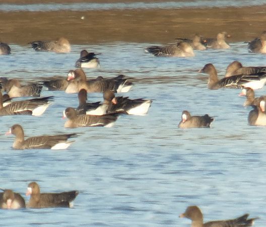 gęś mała  - Adam Loręcki