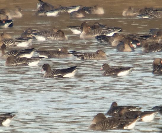 gęś mała  - Adam Loręcki