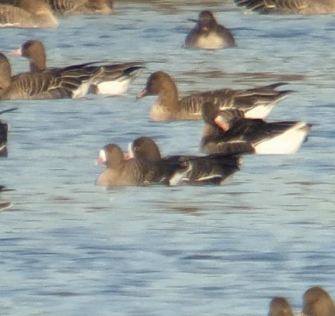 gęś mała  - Adam Loręcki