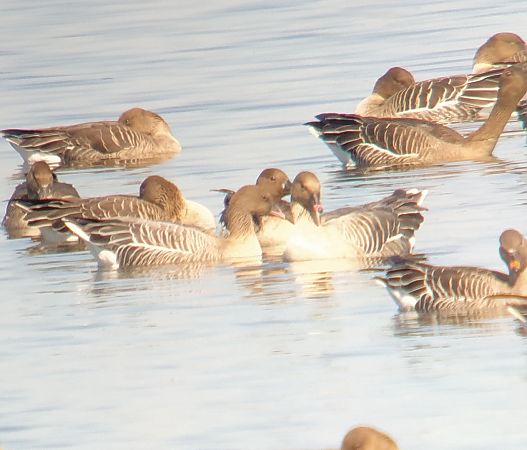 gęś krótkodzioba  - Adam Loręcki