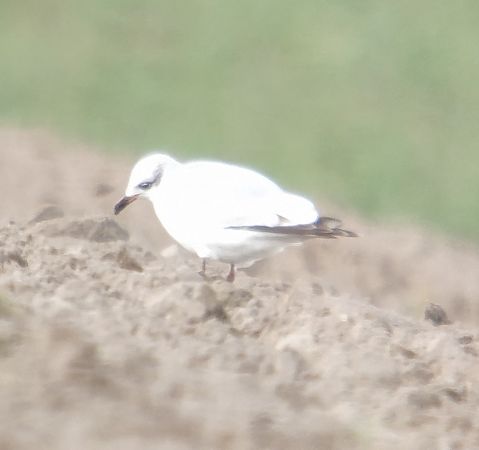 mewa czarnogłowa  - Adam Loręcki