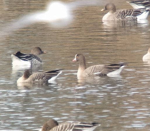 gęś mała  - Adam Loręcki