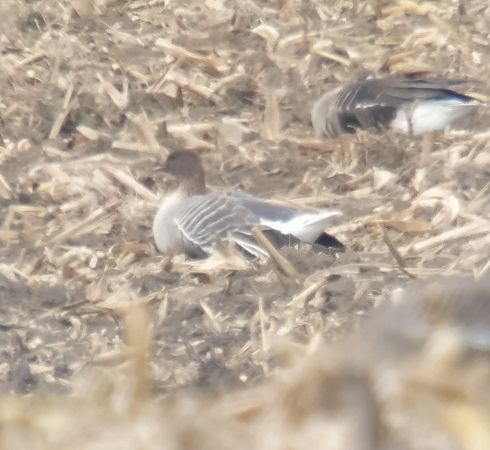 gęś krótkodzioba  - Adam Loręcki