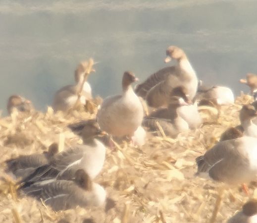 gęś krótkodzioba  - Adam Loręcki