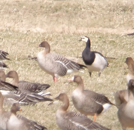 gęś krótkodzioba  - Adam Loręcki