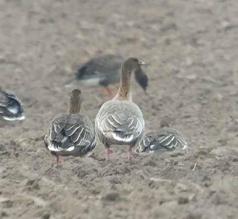 gęś krótkodzioba  - Adam Loręcki