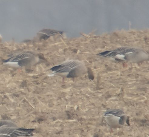 gęś krótkodzioba  - Adam Loręcki