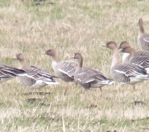 gęś krótkodzioba  - Adam Loręcki