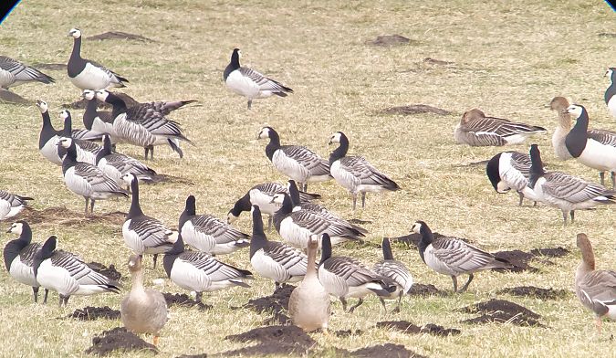 bernikla białolica  - Adam Loręcki