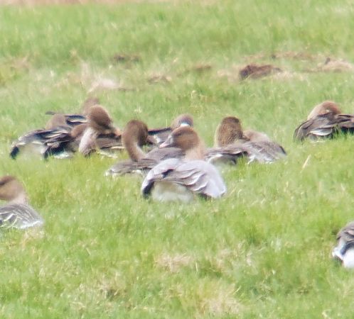 gęś krótkodzioba  - Adam Loręcki