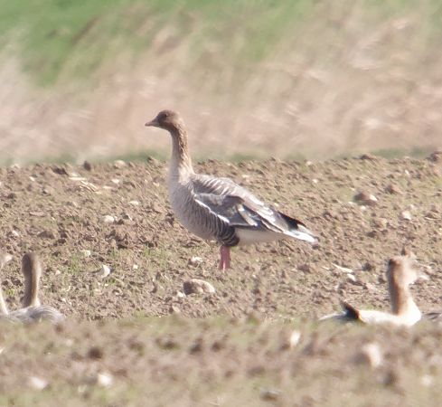 gęś krótkodzioba  - Adam Loręcki