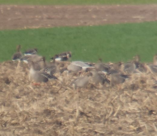 gęś krótkodzioba  - Adam Loręcki