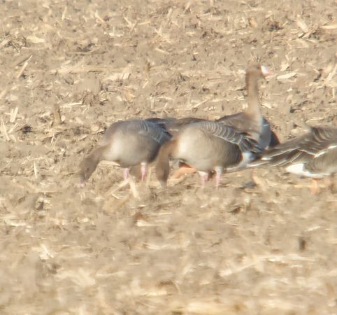 gęś krótkodzioba  - Adam Loręcki