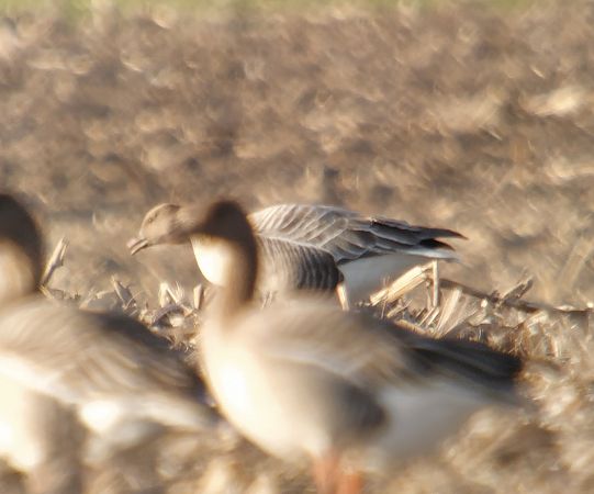 gęś krótkodzioba  - Adam Loręcki