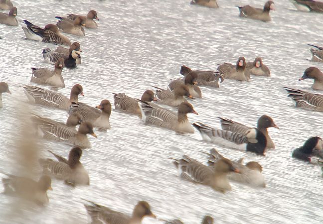 gęś krótkodzioba  - Adam Loręcki