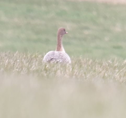 gęś krótkodzioba  - Adam Loręcki
