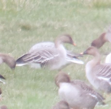 Kurzschnabelgans  - Adam Loręcki